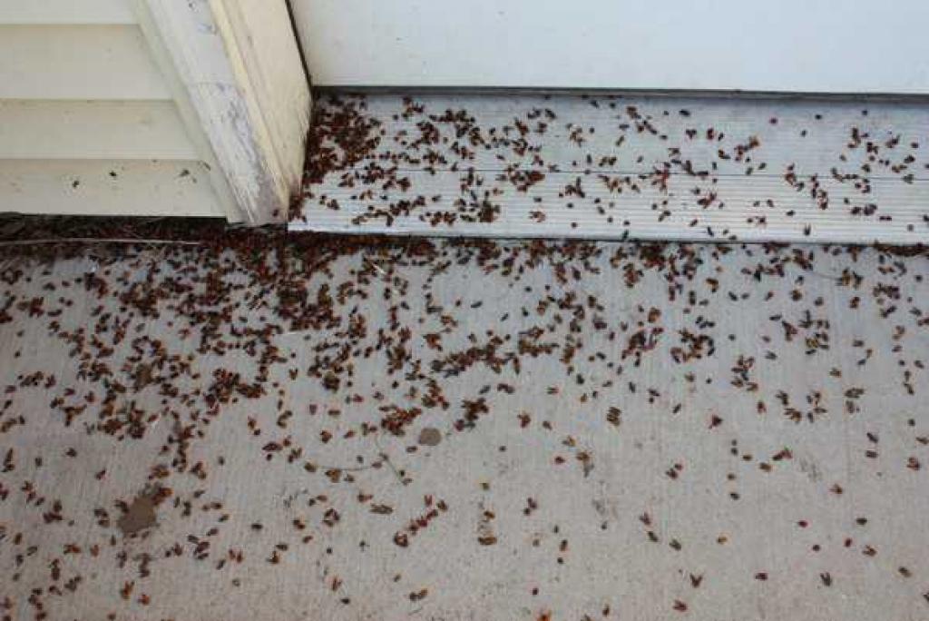 Si vous apercevez ces coccinelles dans votre maison...faites TRÈS — free download