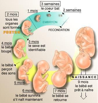 Evolution grossesse 