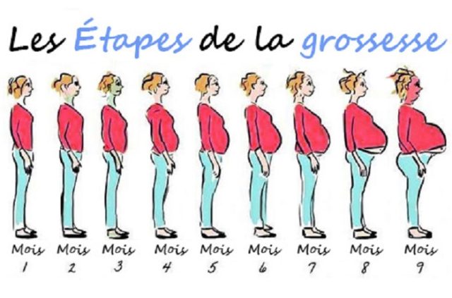 Evolution grossesse