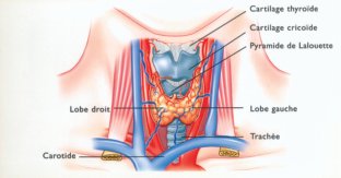 thyroïde