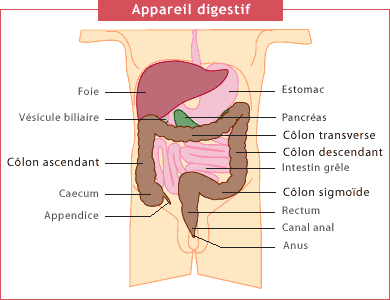 cancers du côlon