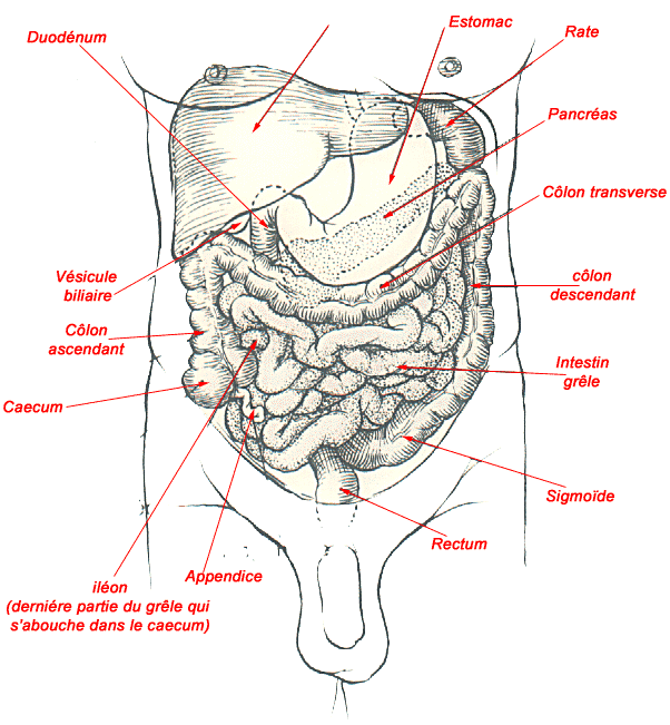 cancers du côlon